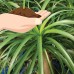 Brussel's Ponytail Palm Bonsai - Medium - (Indoor)   552967789